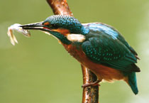 eisvogel