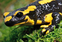 salamander