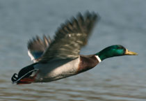wildente
